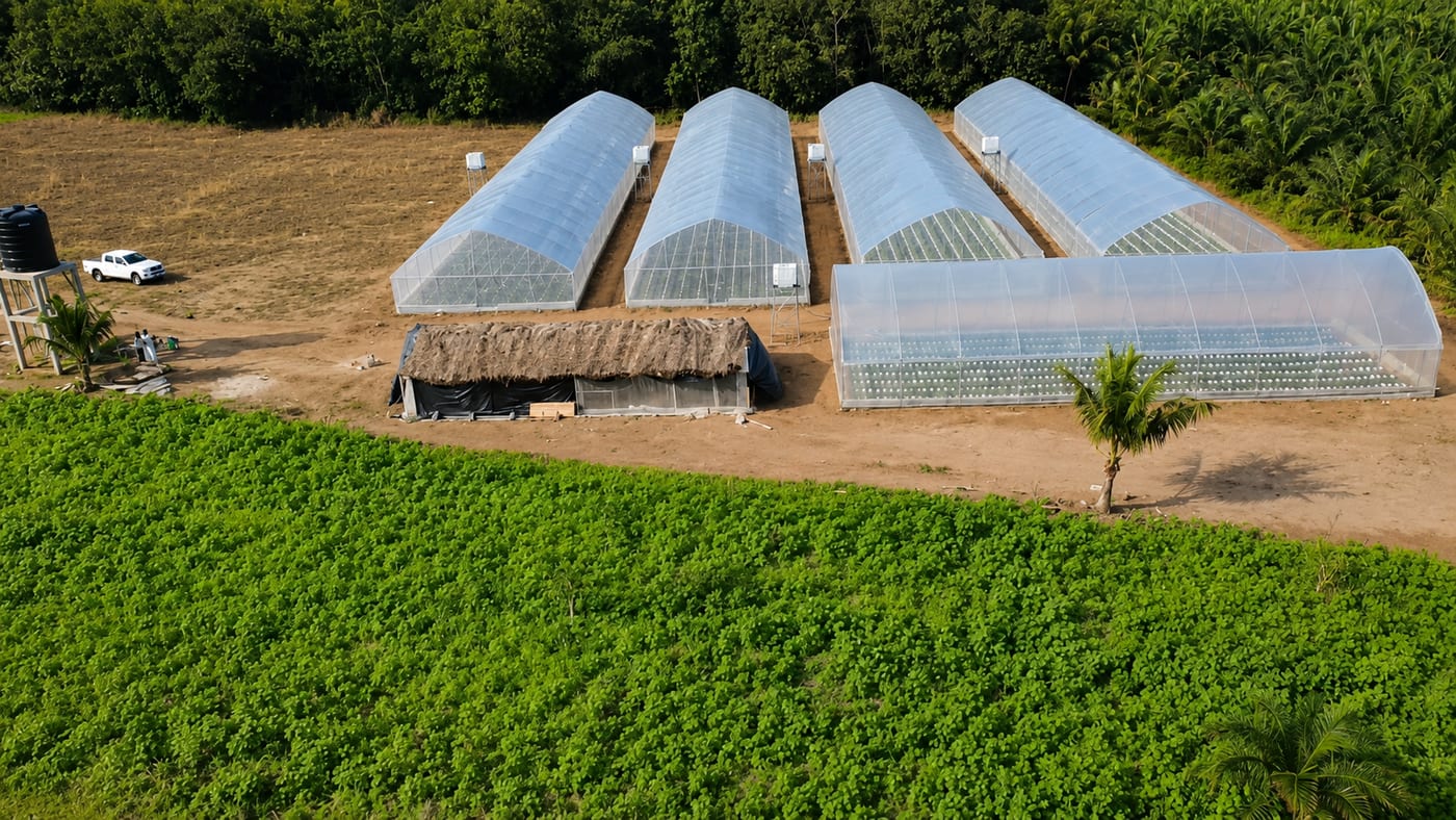 Greenhouses in Ghana