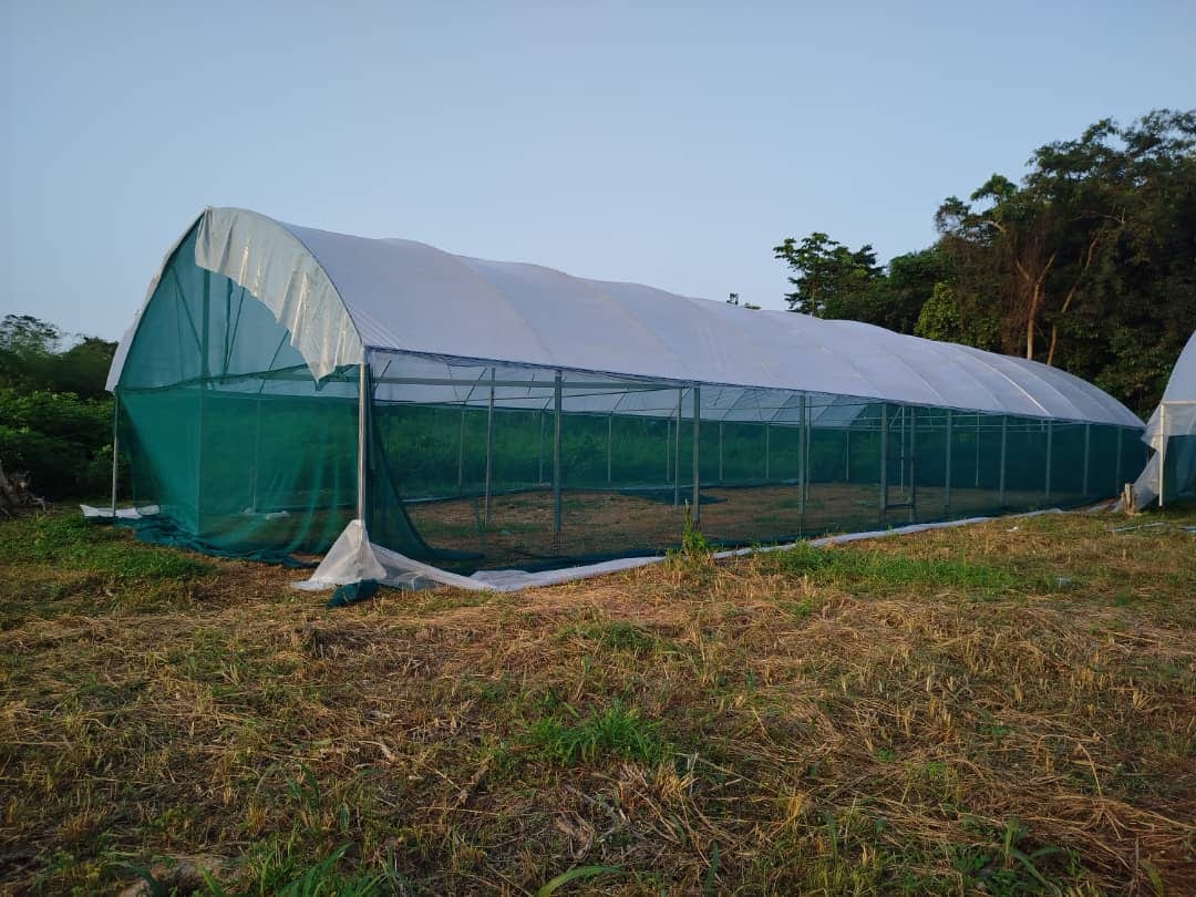 Azaguié — 4 serres tunnel, 250 m² ×4